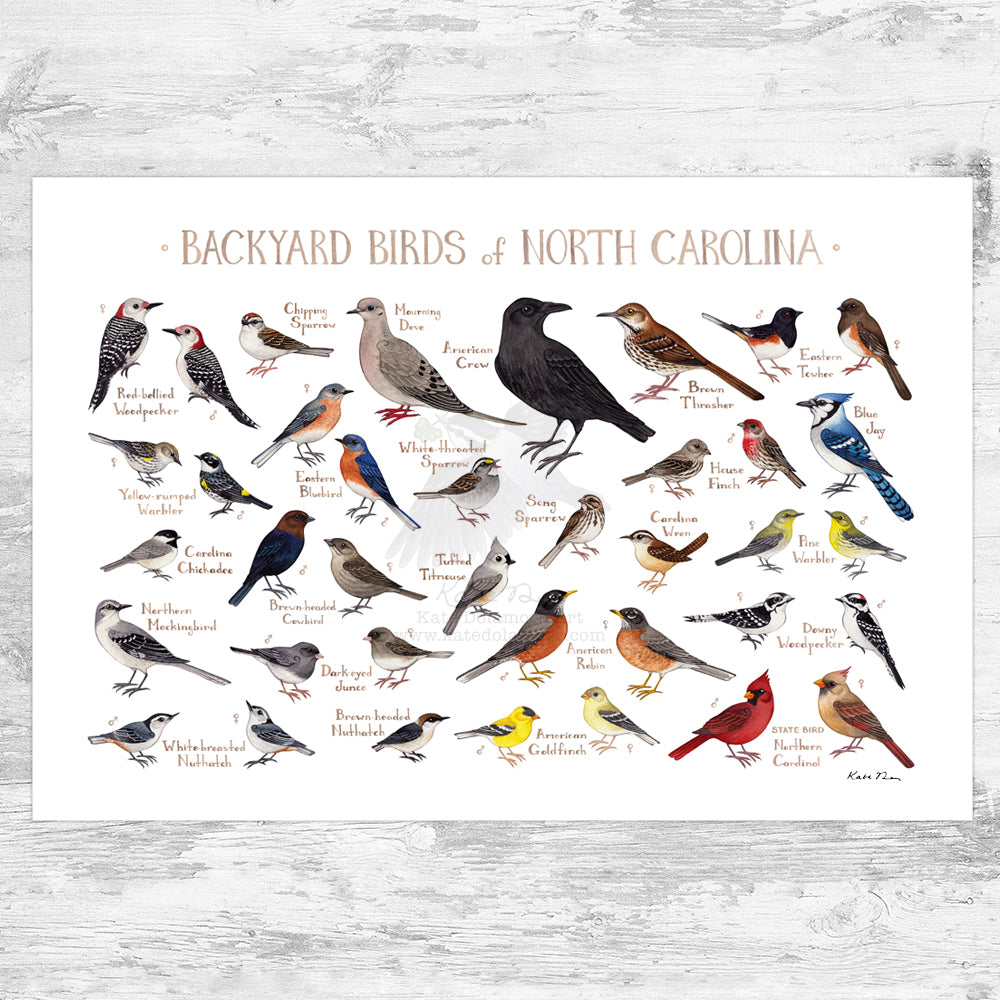 Carolina Backyard Birds Field Art Print – Kate Art