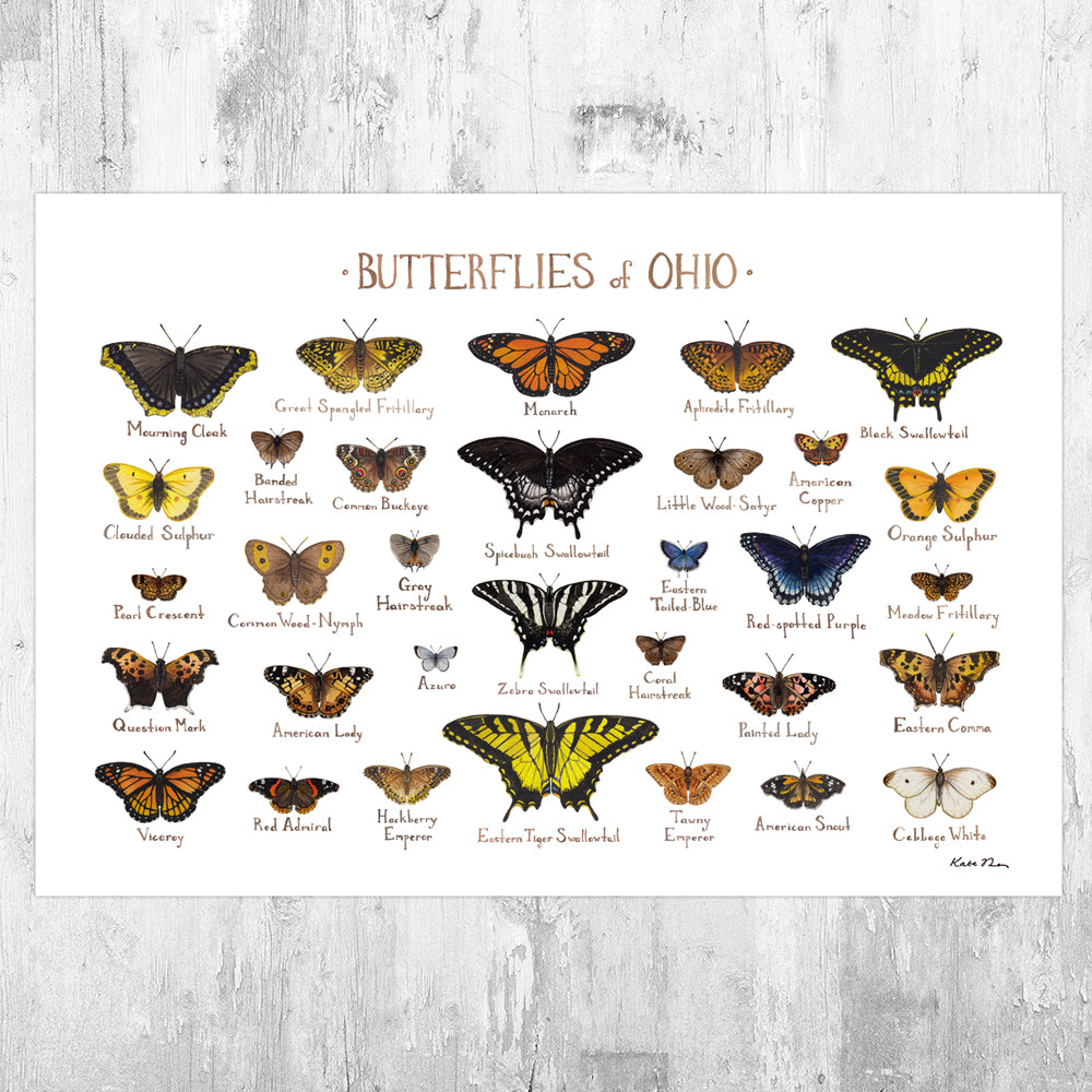 Ohio Butterflies Field Guide Art Print  Kate Dolamore Art