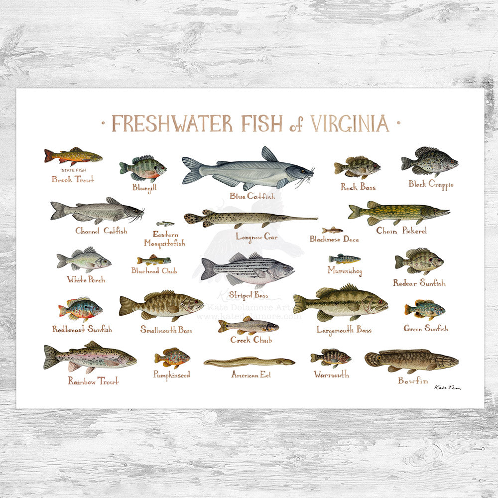 Virginia Freshwater Fish Field Guide Art Print Kate Dolamore Art