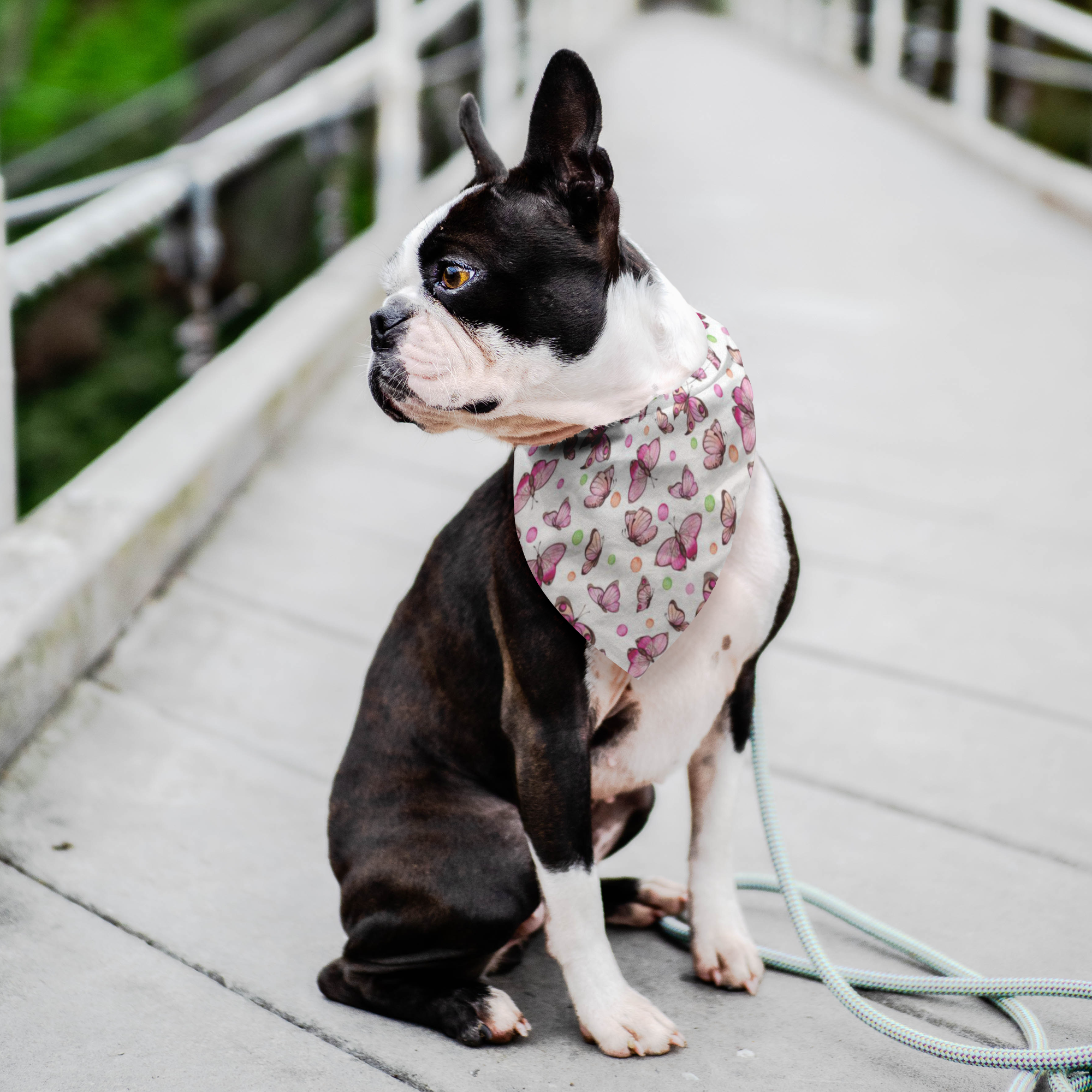 polka dot dog bandana