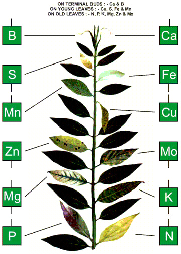 Common Nutrient Deficiencies in the Garden - Taproot Hydroponics