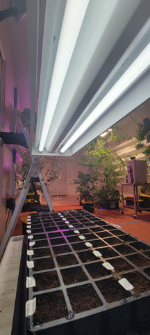 Seed tray under an LED T5 light. In the background a vertical deep flow hydroponic system is full of tomatoes and peppers.