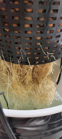 A large net pot filled with LECA sits above a reservoir of clear nutrient solution, healthy white roots are seen emerging from the net cup.