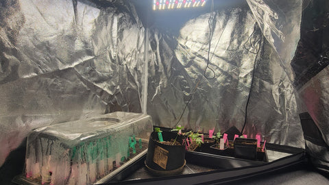 Inside a grow tent, 4" pots with seedlings, and a seed tray covered in a humidity dome sit below a grow light.