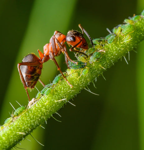 Ant and Aphids on garden plant stem