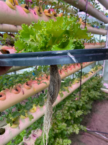 Hydroponically grown lettuce in a vertical garden.