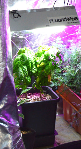 autopot-under-indoor-grow-lights