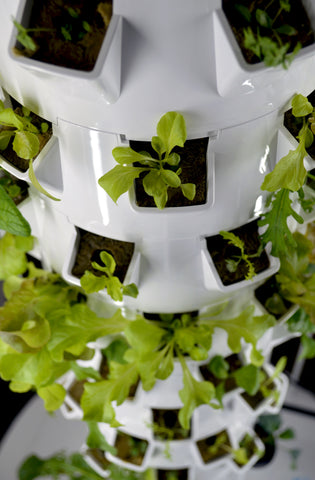 Lettuce growing in a white commercial hydroponic tower garden