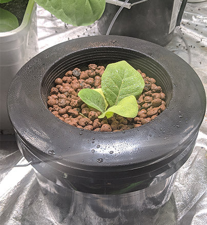 Hydroponics Kratky Bucket with clay pebbles