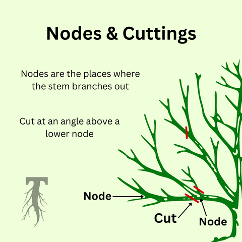 Nodes & Cuttings. Graphic displays a plant with many branches. Nodes are the places where the stem branches out. Cut at an angle above a lower node.