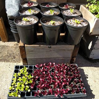 Transplant your seedlings