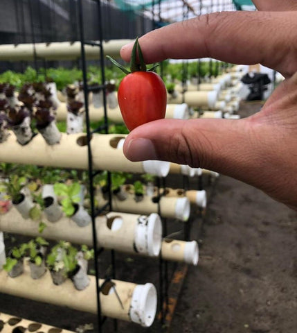 Sustaibably grown hydroponic tomato in front of a vertical hydroponic system in a greenhouse. Grown using AquaOrganix