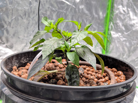 Top Drip DWC Hydroponics Bucket growing a pepper plant
