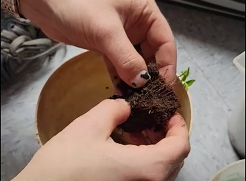 Hands holding a square plug of coco coir, with pepper seedlings coming out of the top.
