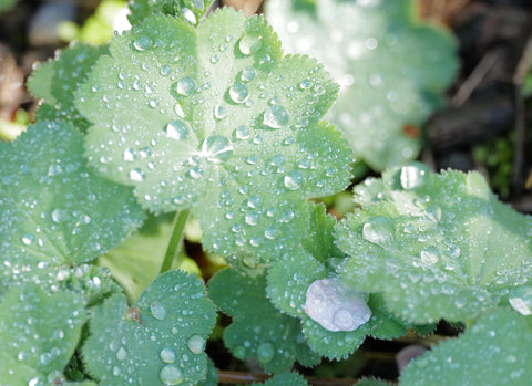 Water droplets shimmer in dappled sunlight