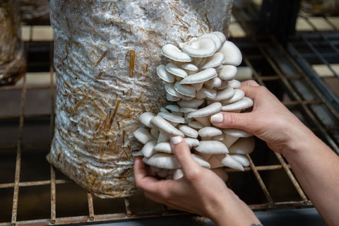 Oyster mushrooms growing from a plastic bag full of substrate, hands are harvesting the mushrooms.