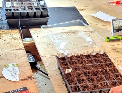 Seed tray filled with coco coir sitting on a table. In the center of each cell of the seed tray a small depression is waiting for a seed.