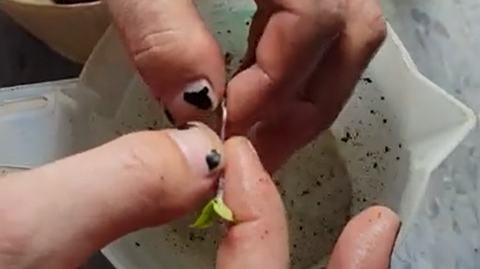 Hands holding a seedling over a cup of water, and gently removing coco coir from the roots