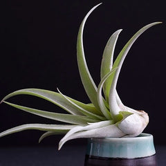 Tillandsia Peach Capitata - a green air plant with wider leaves that grow up and curve away from the base of the plant