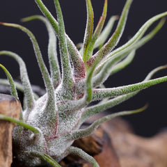 Tillandsia Pruinosa Guatemala - green and reddish air plant with funky wavy legs sticking out 