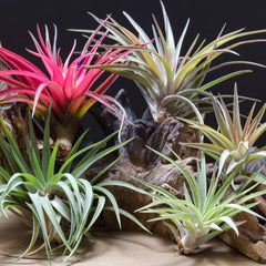 Tillandsia Velutinas - spiky air plants in shades of green and bright red arranged on a piece of wood