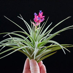 Tilandsia Aeranthos Stricta - a green air plant with spiky leaves and a bright pink bloom tipped with tiny purple flowers