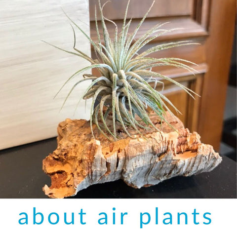 About air plants