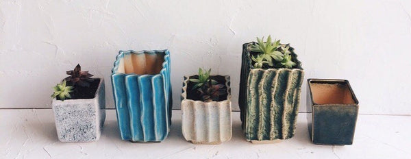 succulent plant pots