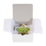 Green<br>Real Cattleya Orchid Ornaments<br>Trimmed in Gold<br>Gift Boxed - GoldRoses.com