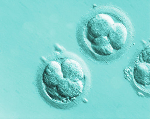 early human embryo image