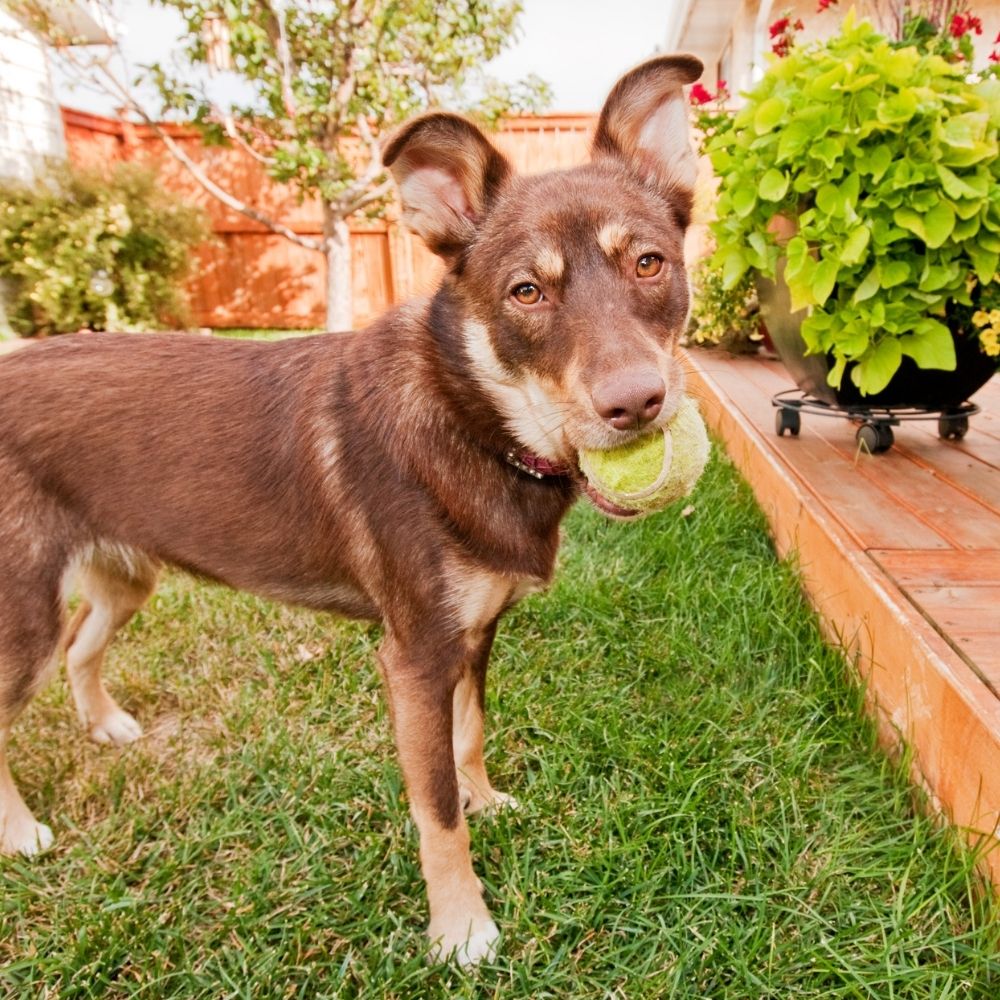 how to keep a nice yard with dogs