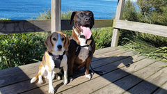 Beagle and Amstaff mix at beach lookout