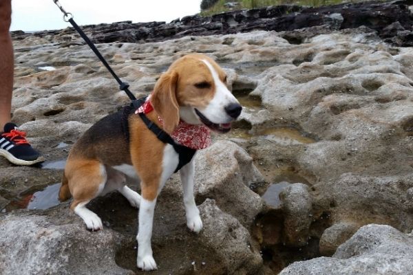 Baldrick Beagle on Wreck Walk Admirals Bosum