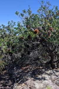 Banksia on Beecroft Headland