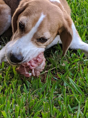 Beagle eating fresh kangaroo tail