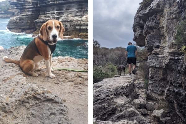 Baldrick Beagle and Marvin Amstaff  dogs at Mermaid Inlet 