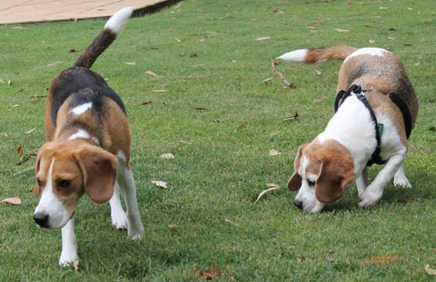 two beagles sniffing grass hunting dog treats sniffari Bonza Dog Treats