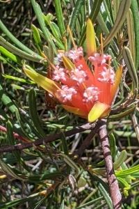 Lambertia Formosa on Beecroft Headland