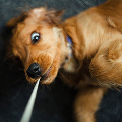 picture of overexcited puppy