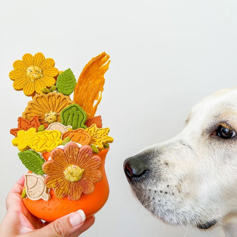 dog sniffing artistically filled orange west paw toppl Bonza Dog Treats