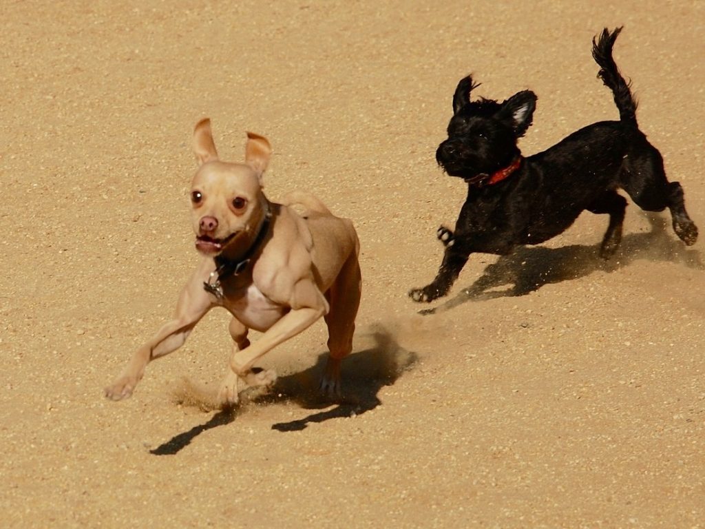 Two excited dogs playing chase