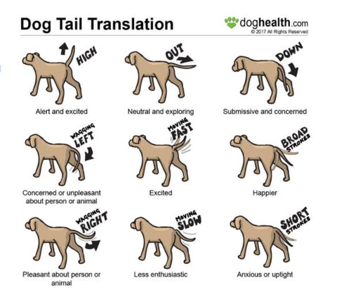 What Does It Mean When Dog Wags Tail