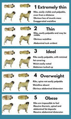 dog body conditioning chart  - dog weight