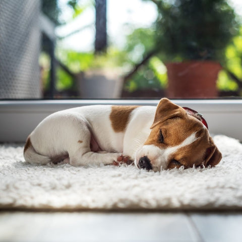 puppy sleeping