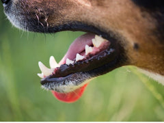 Healthy dog with clean white teeth