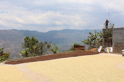 Guatemala Erika Sanchez Green Coffee Beans Washed Arabica (1kg)