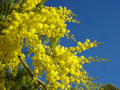 Árbol de Acacia