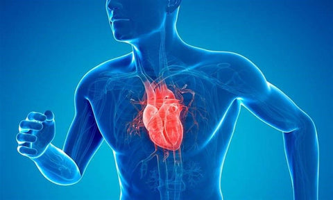 Mejora salud cardiovascular con Ashwagandha