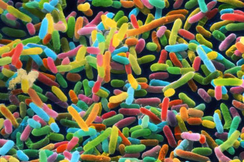 Microbioma es modificado por actividad física