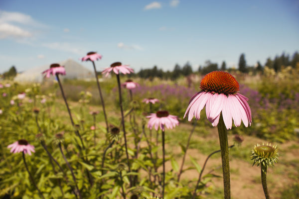 Sustainable Honey Tonics Products